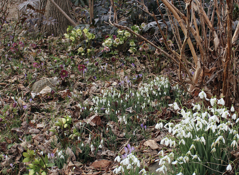 hellebore brandywine hybrids