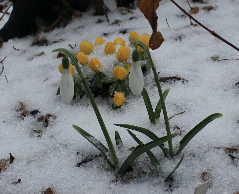 eranthis orange glow galanthus backhouse spectacles