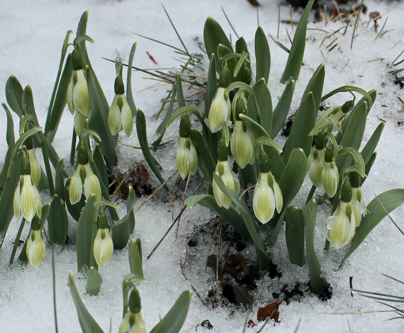 galanthus rosemary burnham