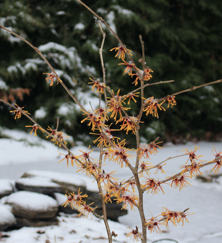 hamamelis aphrodite witch hazel