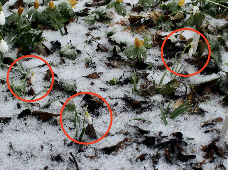 galanthus norfolk blonde