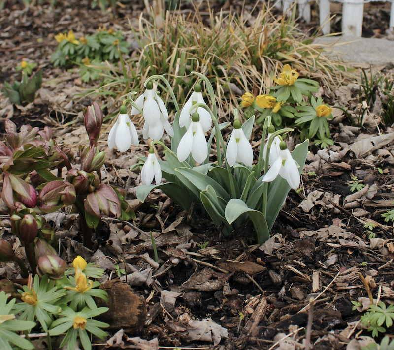 galanthus good blue leaf