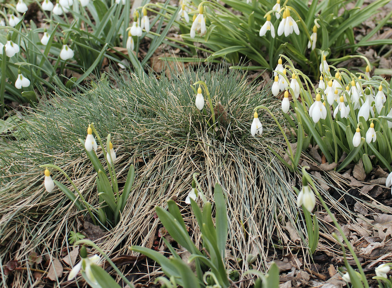 snowdrop yellow seedlings
