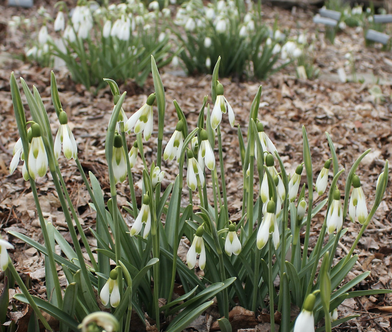 galanthus modern art