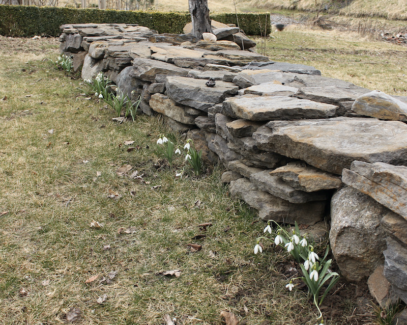 snowdrop garden