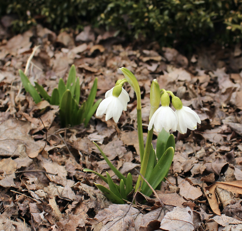 leucojum vernum null punkte