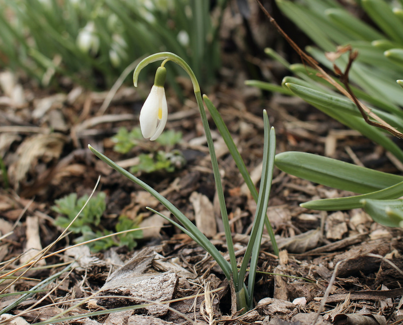 galanthus blonde inge seedling