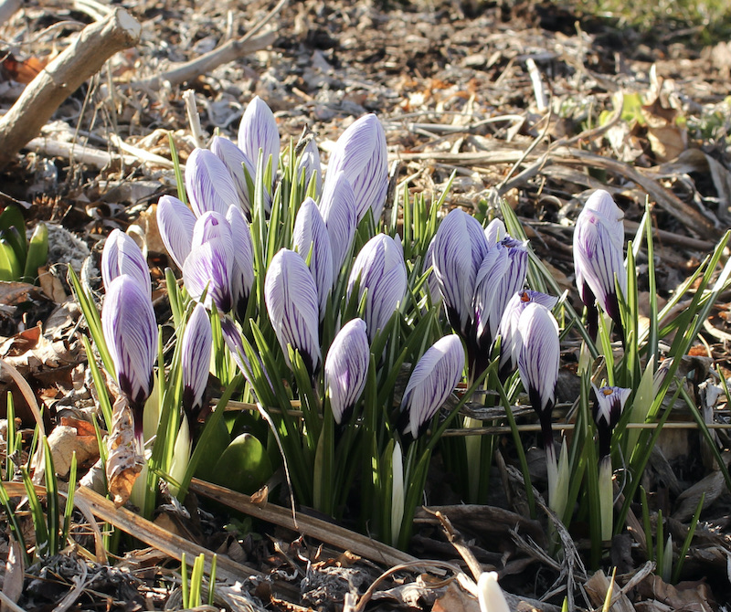 pickwick crocus