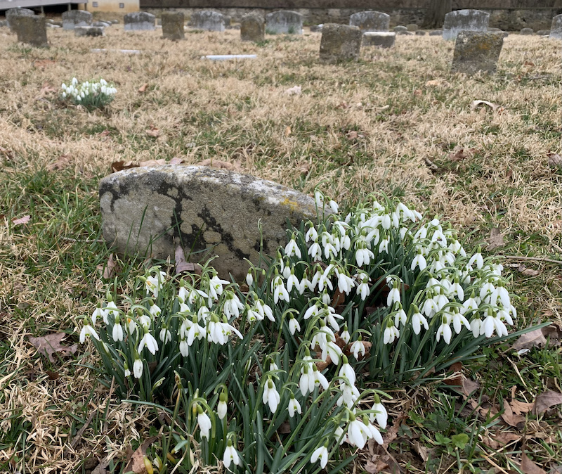 galanthus gala downingtown pa