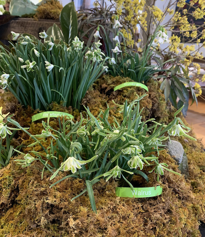 galanthus gala downingtown pa