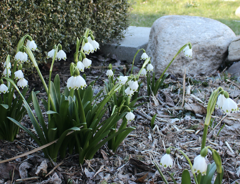 spring snowflake leucojum