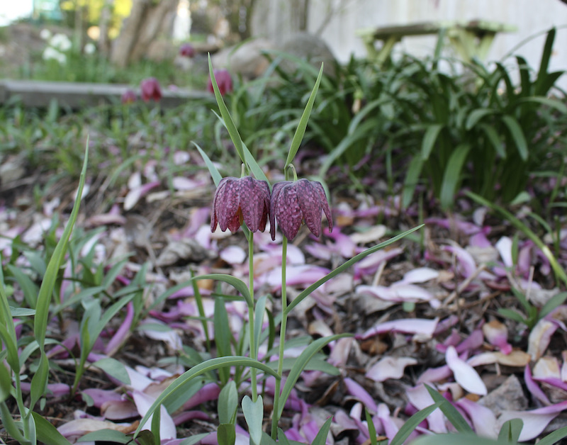 fritillaria meleagris