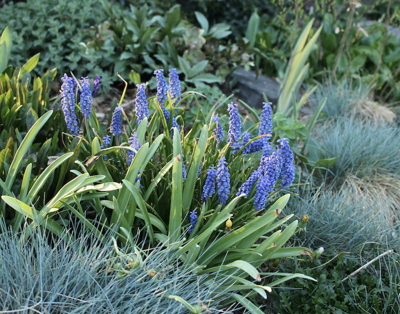 muscari