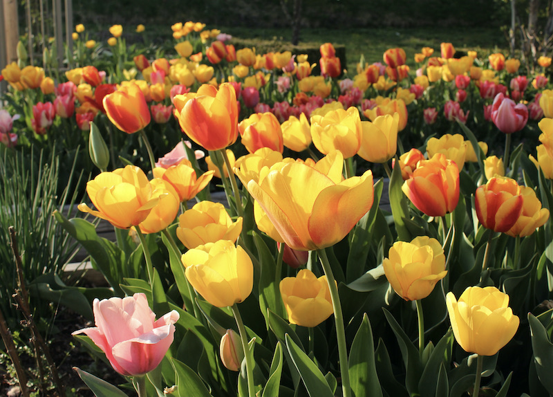darwin tulips