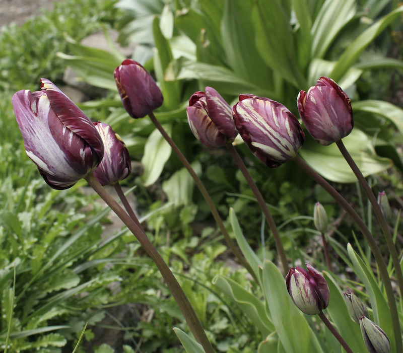 broken tulip insulade