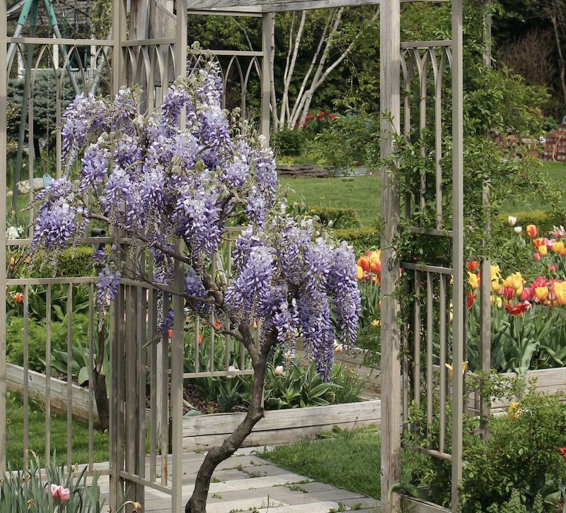 tree wisteria