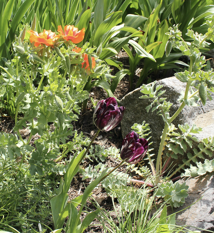 broken tulip black and white 1920