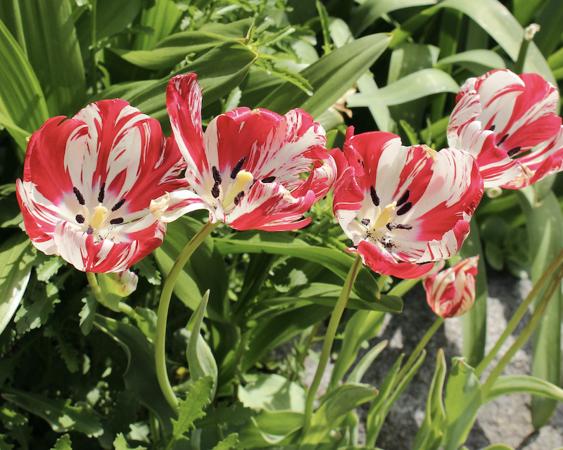 broken tulip mabel 1856