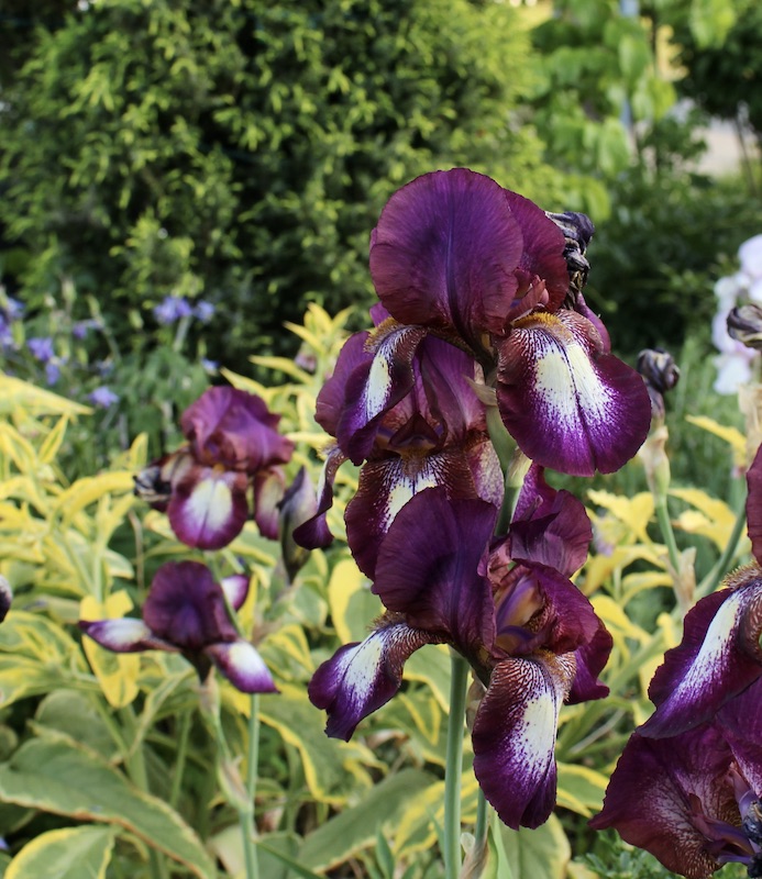 historical iris port wine