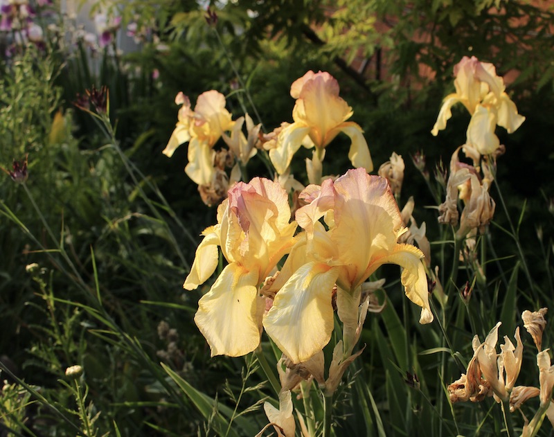 historical iris elsinore 1920