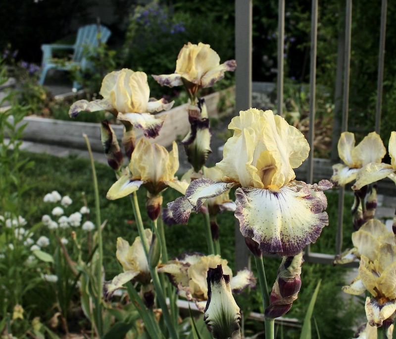 iris ominous stranger 1992