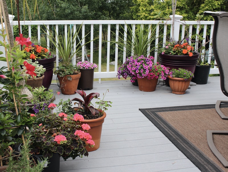 deck container plantings