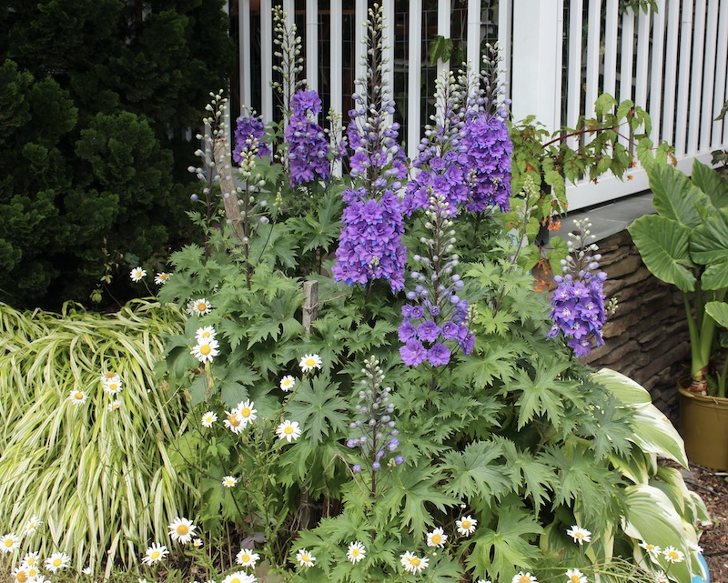 delphinium in bloom