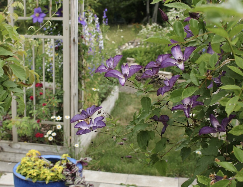 clematis venosa violacea