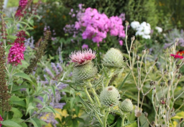 cirsium eriophorum woolly thistle