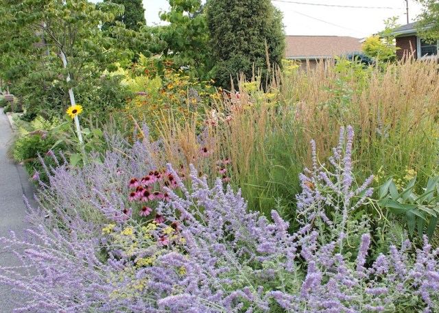 the front perennial border