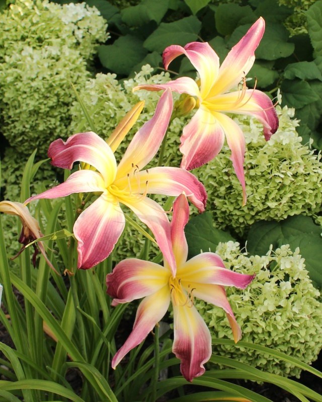 daylily websters pink wonder