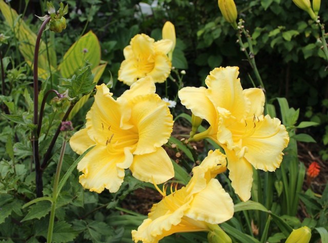 daylily chama