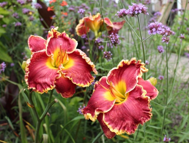 Brookside Beauty seedling