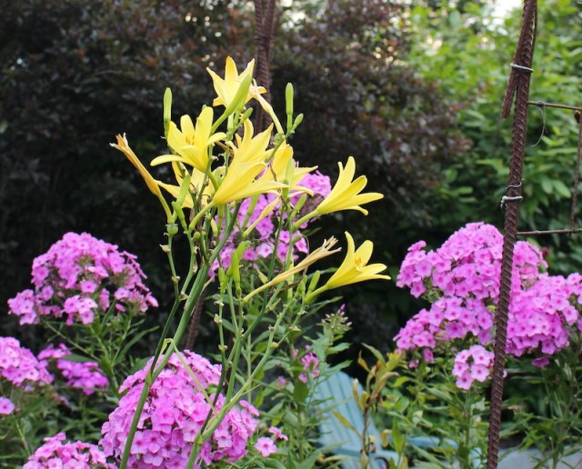 daylily hemerocallis altissima