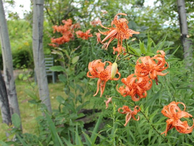 double tiger lily