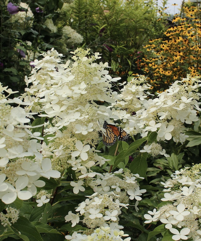 hydrangea limelight seedling