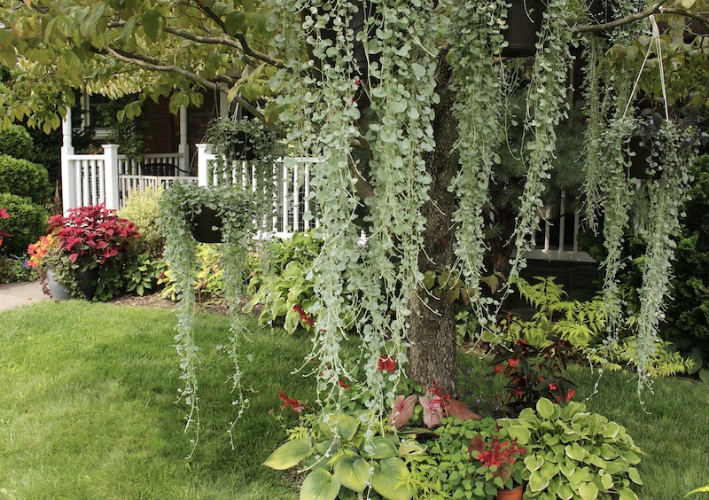 dichondra silver falls