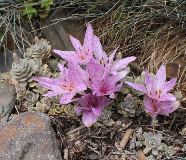 colchicum x aggripinum