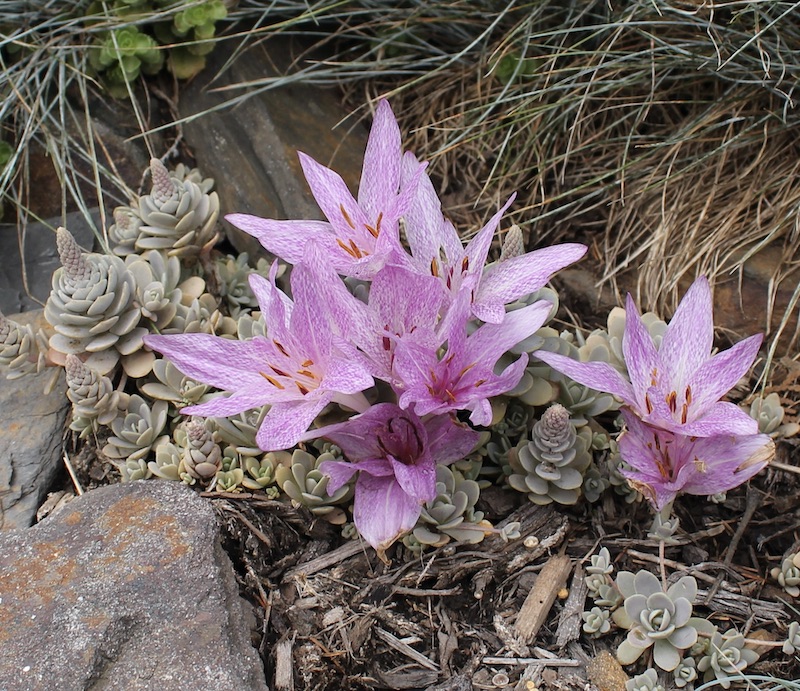 colchicum x aggripinum
