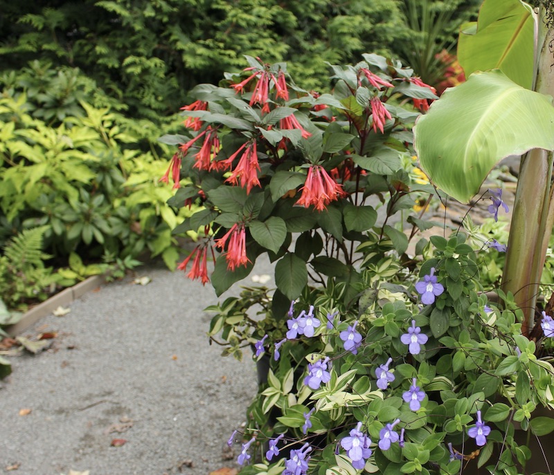 fuschia gartenmeister bonstedt