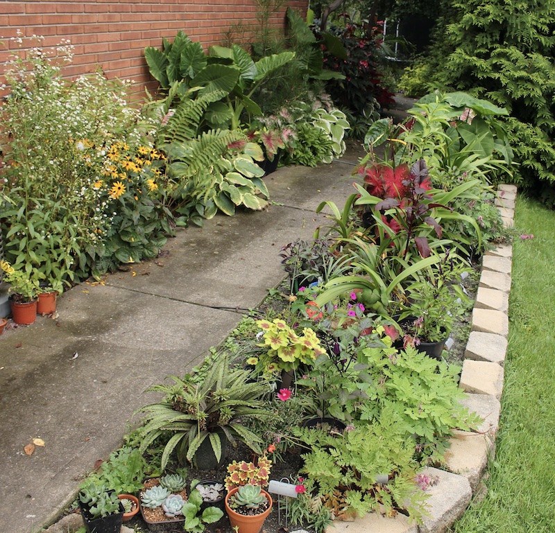 summer flowers on the terrace