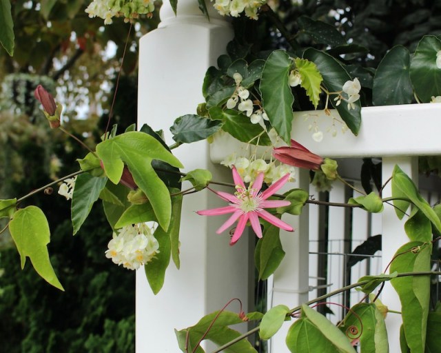 passiflora 'kew gardens'