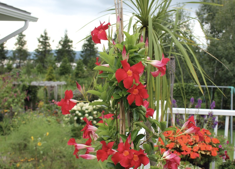 sun parasol original dark red