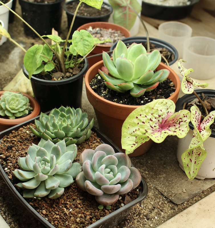 succulents under growlight