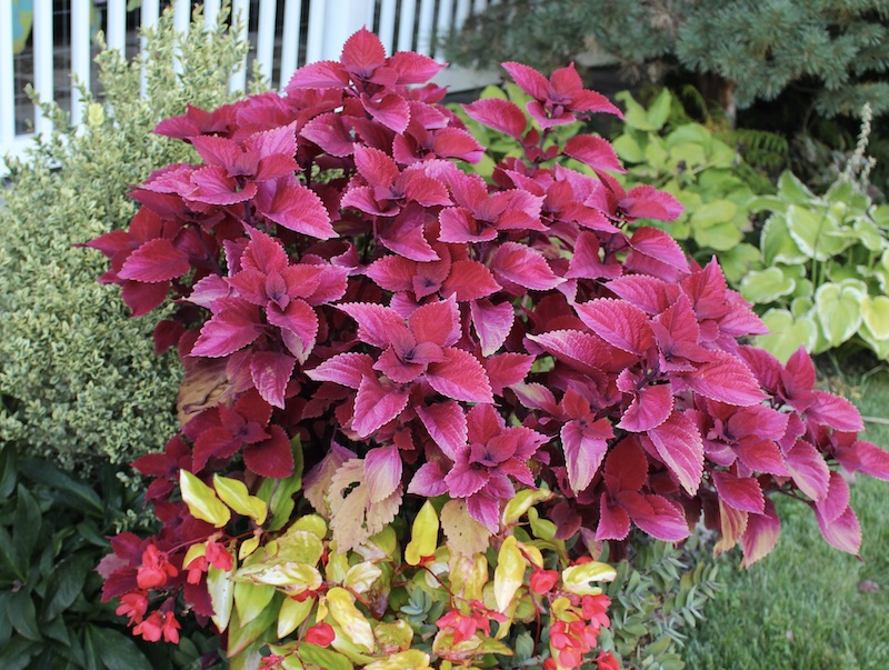 red head coleus