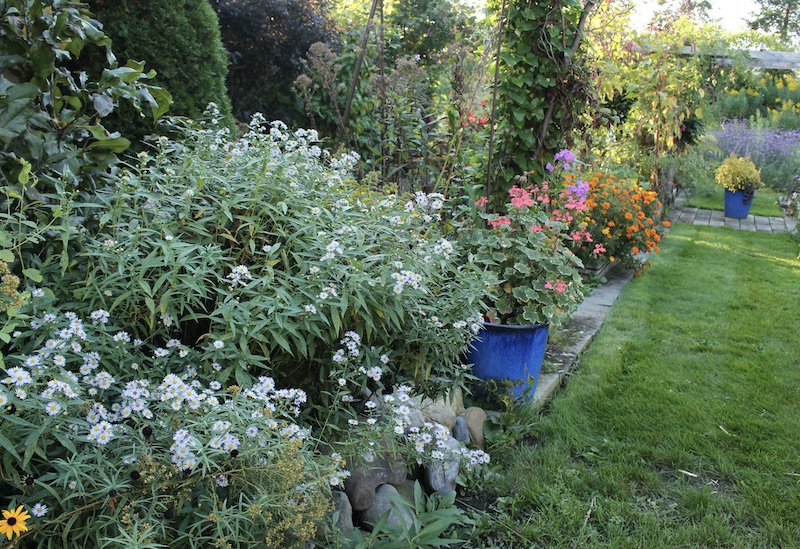 weedy aster wildlife