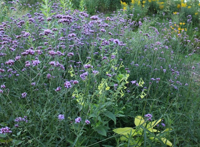 verbena bonariensis mass
