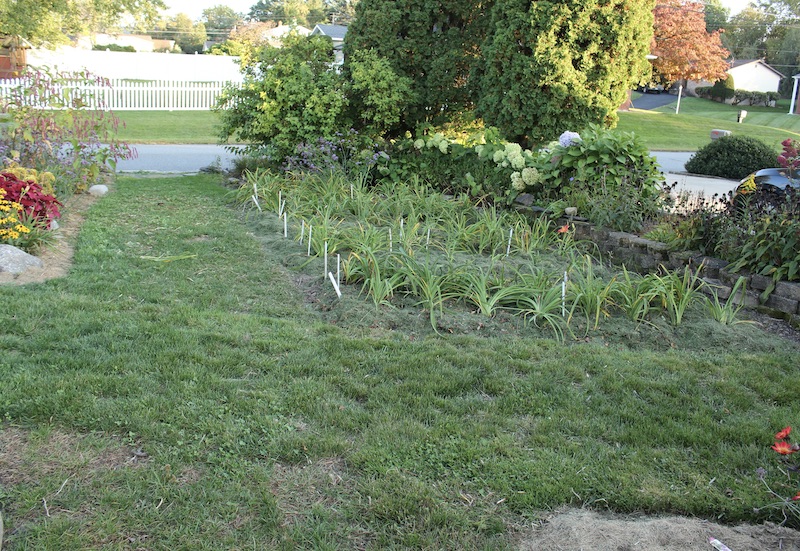 suburban daylily farm