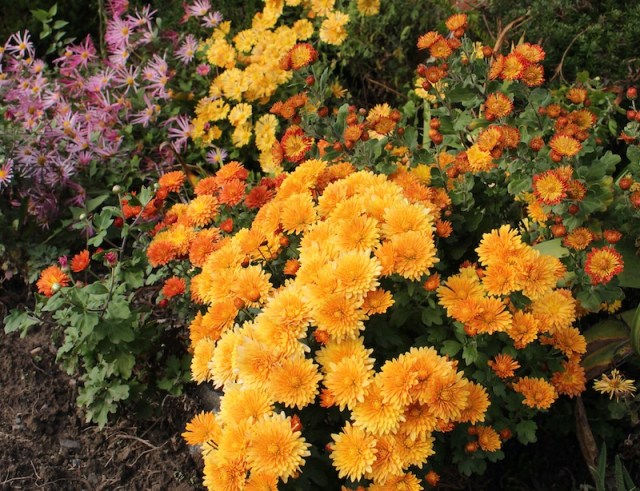 hardy garden chrysanthemum