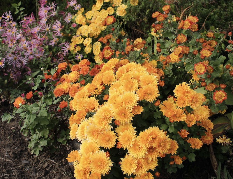 hardy garden chrysanthemum